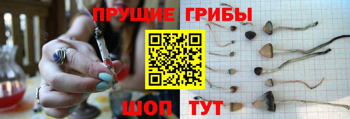 Галлюциногенные грибы Magic Shrooms  Вход с VPN  продажа наркотиков  Буйнакск  Галлюциногенные грибы прущие грибы 